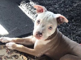 Puppy for sale