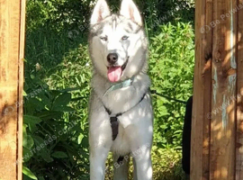 Male husky