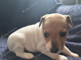 True to type jackrussell pups