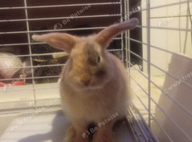 Baby lop x dwarf
