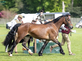 Well Bred Registered Welsh D