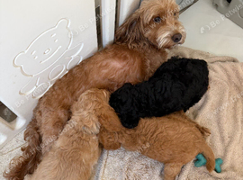 3 Beautiful Puppies - ready for collection