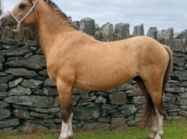 Rolo 3 yr old sec a colt.
