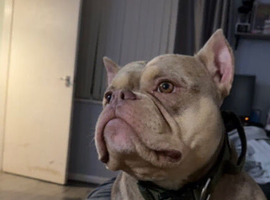 Pocket bully stud