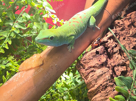 Adult male Madagascan giant day gecko
