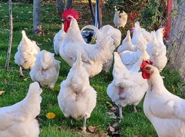 La Bresse de Gallouise high quality pure breed - hatching eggs meat excellent layers nice meat