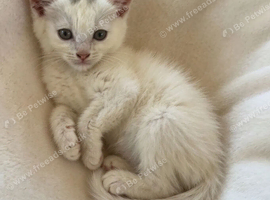 Gorgeous British shorthair 1 female left