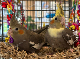Baby Cockatiel Looking for a Loving Home ️