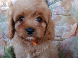 Cavapoo puppies