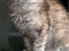 Maine Coon Kittens