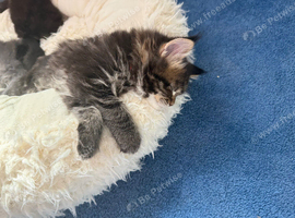 Maine coon