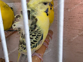 Tcb hagos/ helicopter budgies