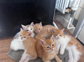 5 beautiful Quarter bengal kittens, mom is half bengal