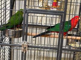 King parrots Glasgow