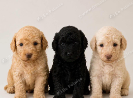 Toy poodle puppies