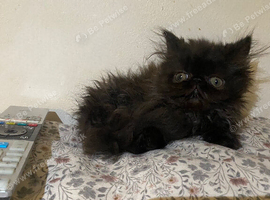 Exotic Persians