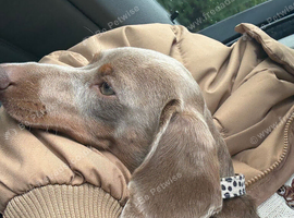 ️ Looking for a Loving, Experienced Home for Millie ️