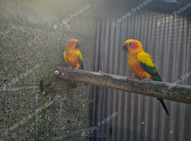 Sun conures