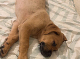Hi this is my 9month borboel crossed Akita