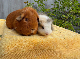 Beautiful bonded pair of boys