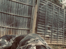 Cane corso puppy's due 13 October.