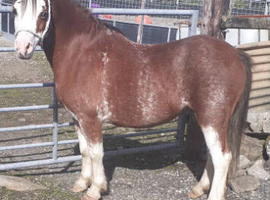 * Flashy Reg Sec A Gelding*
