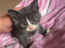 Kittens for sale!!!