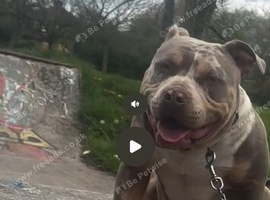 American pocket bully stud