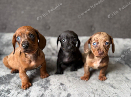 Miniature Dachshund