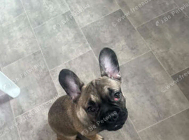 French bulldog
