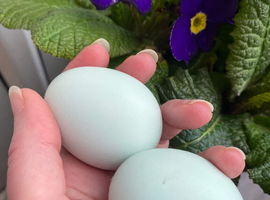 Cream Legbar Hatching Eggs