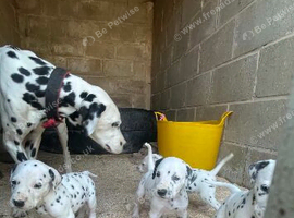 Dalmation Puppies