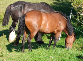 4 year old mare for new home