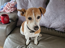 Jack russell for stud