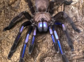 Electric Blue tarantula