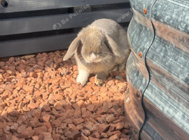 2 grey mini lops