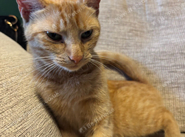 Ginger Bengal for sale
