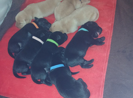 Top Quality KC registered Labrador pups