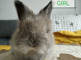 8 week old Angora girl