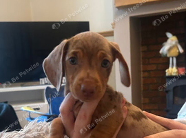 Dachshund puppies for sale