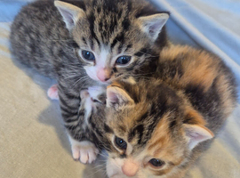3 beauiful kittens