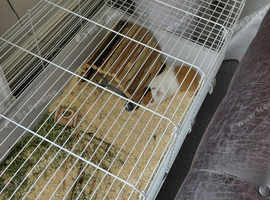 2 boars and cage