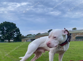 American bully X American terrier