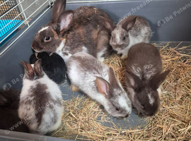 Bunnies for sale