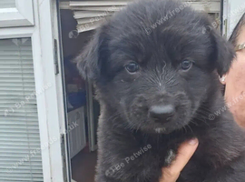 3 beautiful puppies looking for a loving home