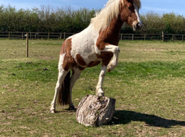 Trick and riding pony