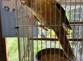 Male DNA tested young comes with cage