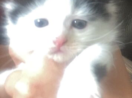 Kittens