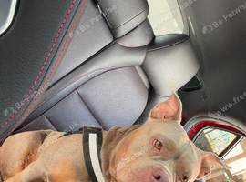 Female lilac pocket bully 2 years old