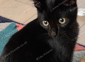 Beautiful black kitten
